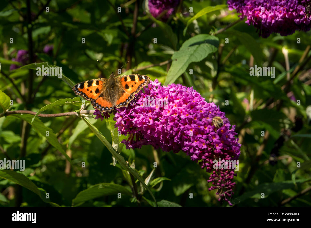Piccola Tartaruga farfalla su un fiore buddleia Foto Stock