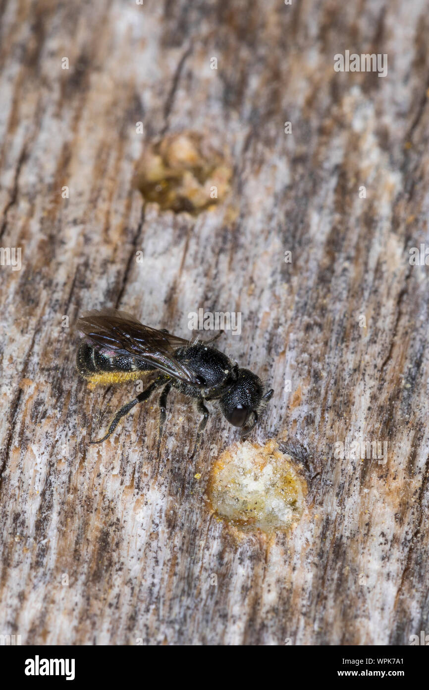 Löcherbiene, Gemeine Löcherbiene, Gewöhnliche Löcherbiene, Löcherbienen, un einer Insekten-Nisthilfe, Heriades truncorum, la Osmia truncorum, grande-heade Foto Stock