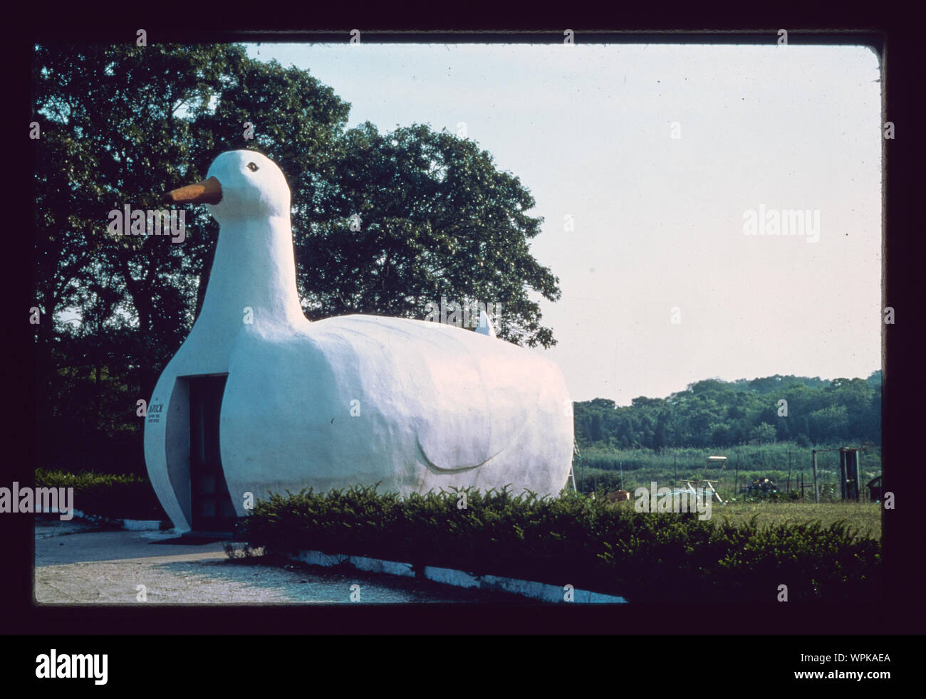 Long Island duck, Long Island, New York Foto Stock