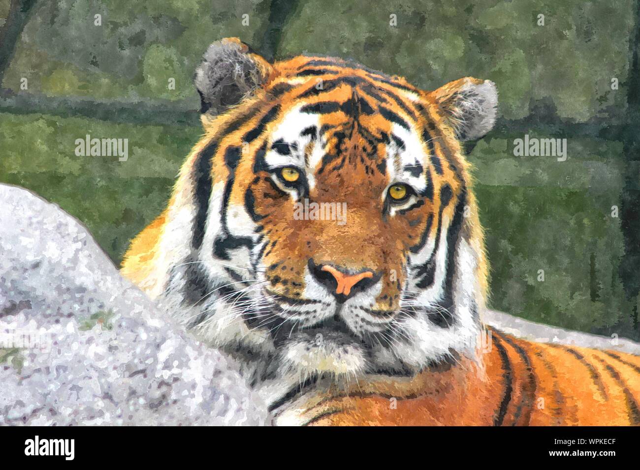 Illustrazione Di Digital: acqua immagine a colori di una tigre di Amur Foto Stock
