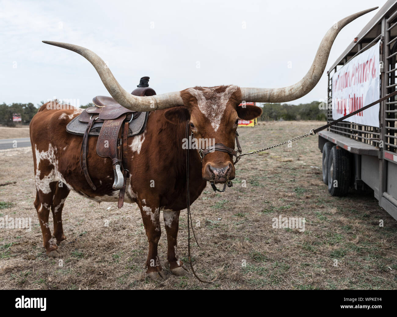 Longhorn che accompagna il vecchio timey cuocere fino alla strada dal Cowboy Mardi Gras in poco Bandera, Texas, ad ovest di San Antonio Foto Stock