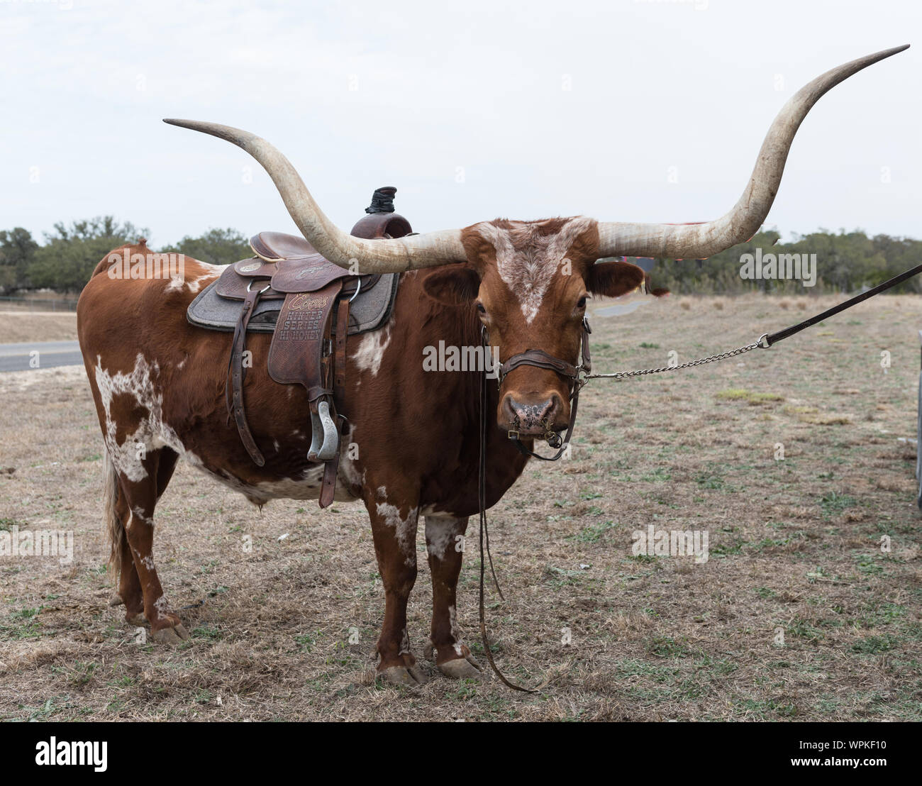Longhorn che accompagna il vecchio timey cuocere fino alla strada dal Cowboy Mardi Gras in poco Bandera, Texas, ad ovest di San Antonio Foto Stock