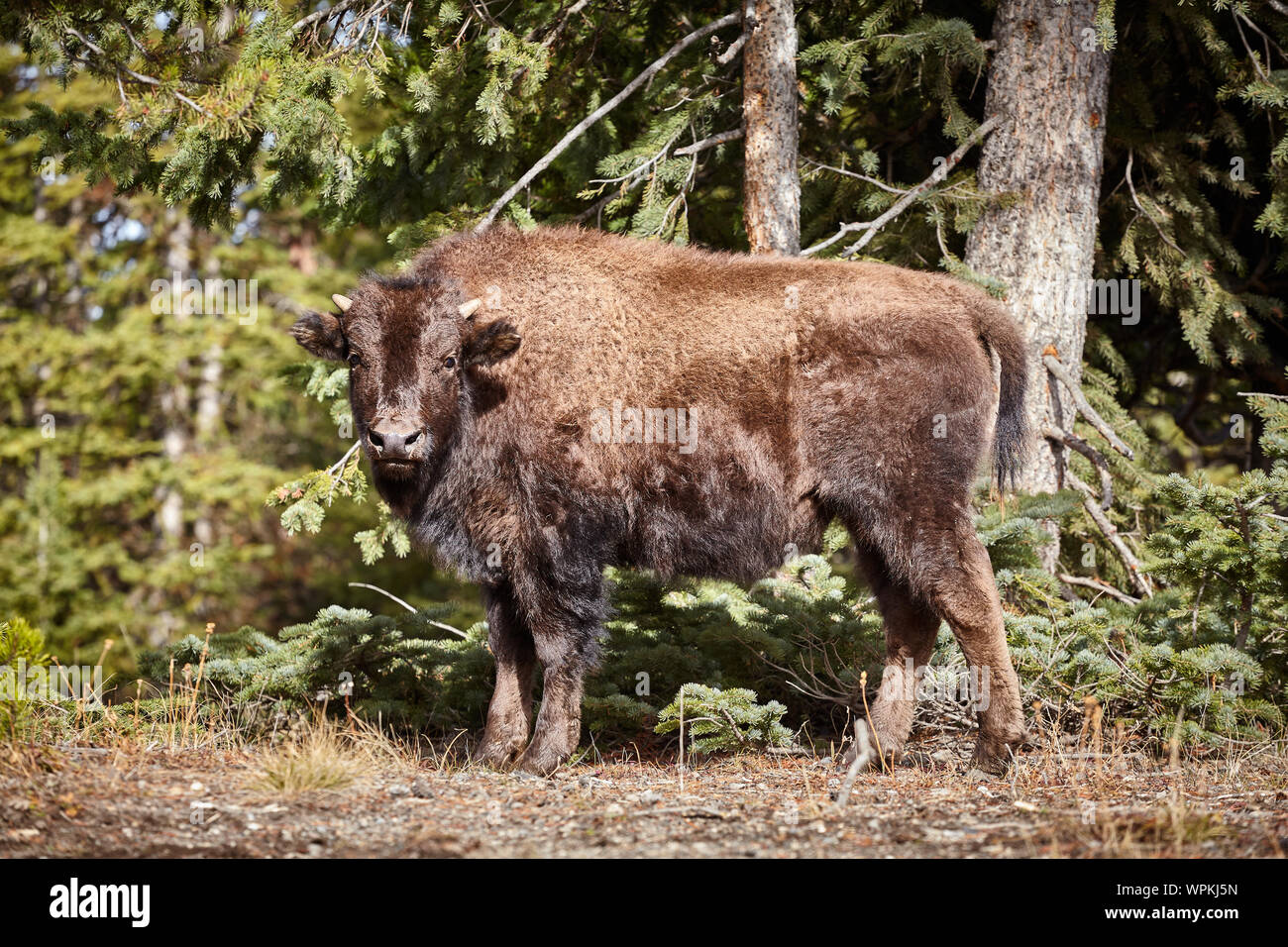 I giovani i bisonti americani (Bison bison) nel Parco Nazionale di Yellowstone, Wyoming negli Stati Uniti. Foto Stock