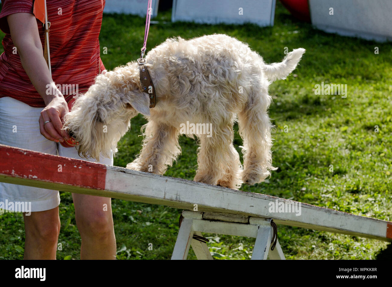 I cani sono insegnato a superare gli ostacoli.la loro imparare a soddisfare i comandi del loro maestro. Foto Stock