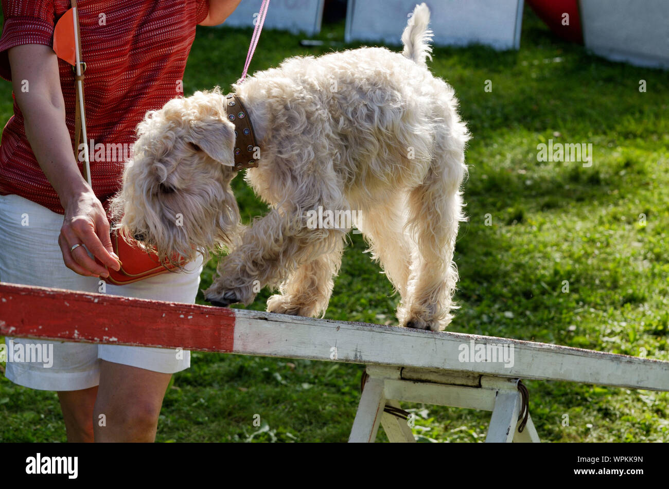 I cani sono insegnato a superare gli ostacoli.la loro imparare a soddisfare i comandi del loro maestro. Foto Stock