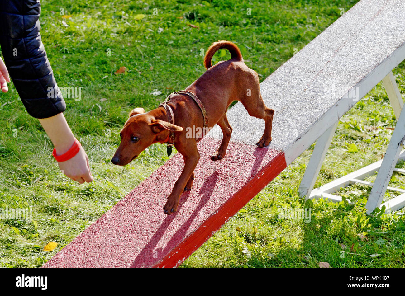 I cani sono insegnato a superare gli ostacoli.la loro imparare a soddisfare i comandi del loro maestro. Foto Stock
