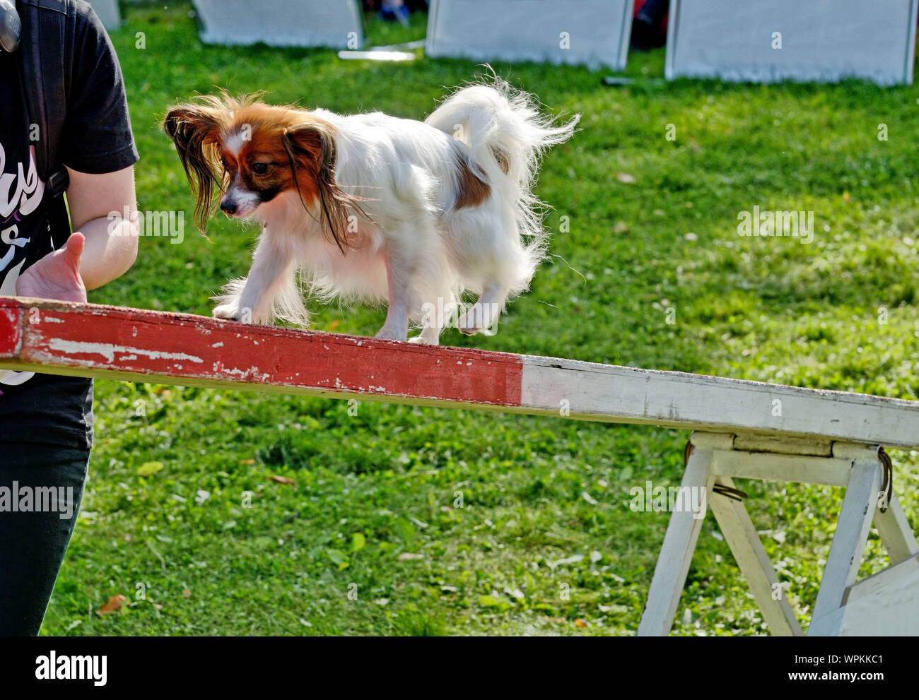 I cani sono insegnato a superare gli ostacoli.la loro imparare a soddisfare i comandi del loro maestro. Foto Stock