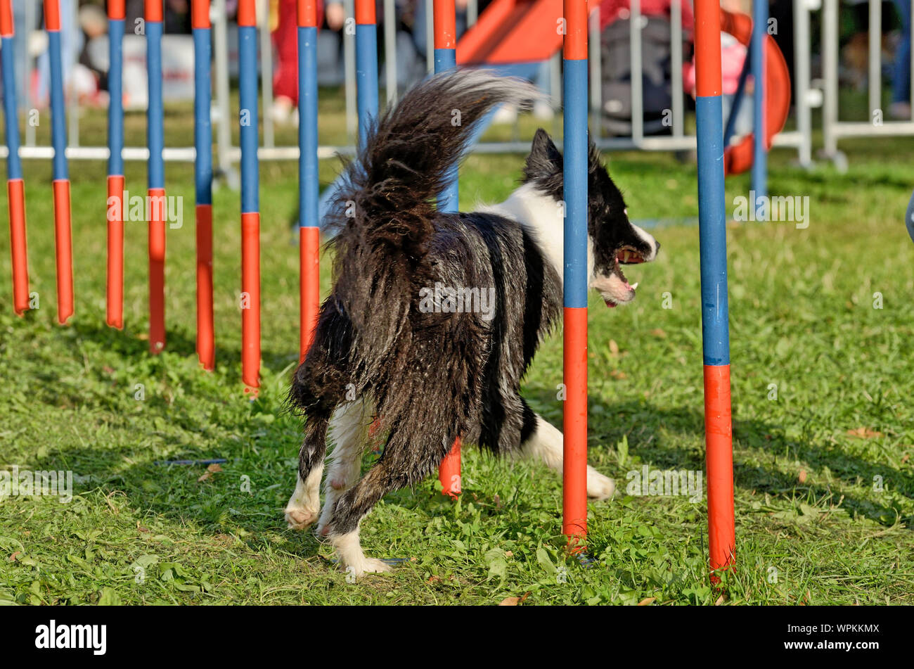 I cani sono insegnato a superare gli ostacoli.la loro imparare a soddisfare i comandi del loro maestro. Foto Stock