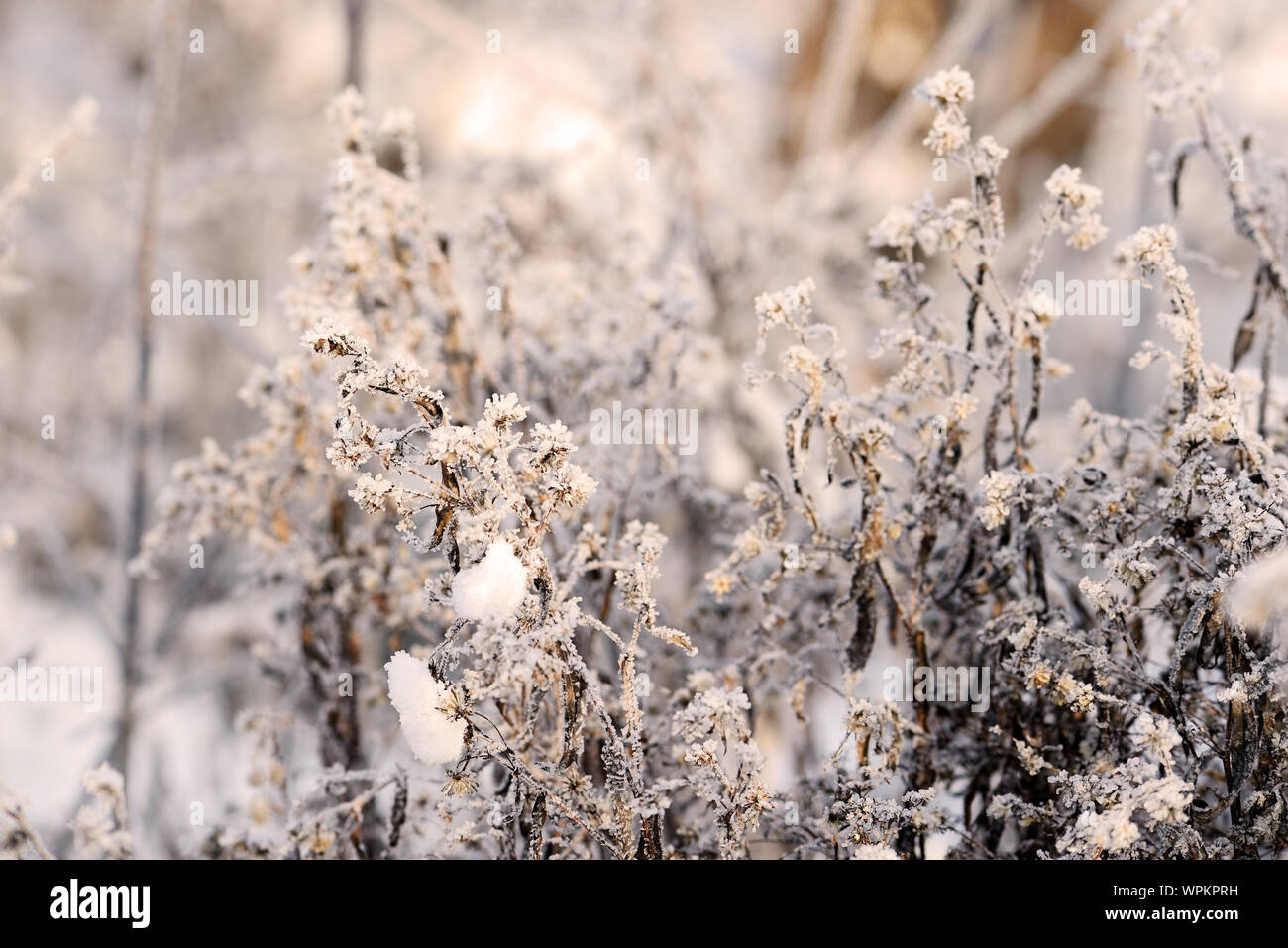 Erba secca in inverno foresta ricoperta di brina close up Foto Stock