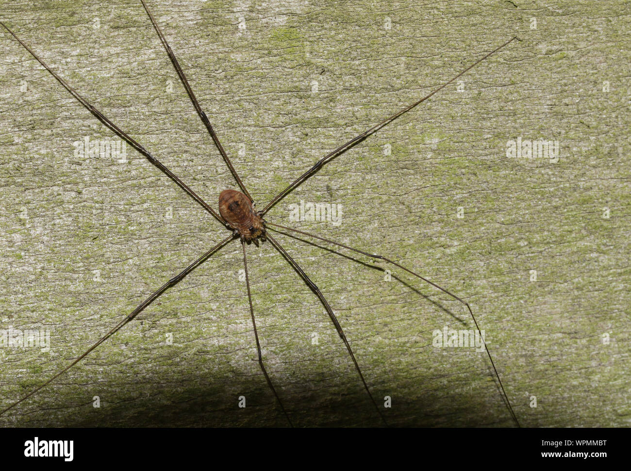 Un ragno Harvestmen, Sclerosomatidae-Leiobunum blackwalli, caccia su una staccionata in legno in corrispondenza del bordo del bosco. Foto Stock
