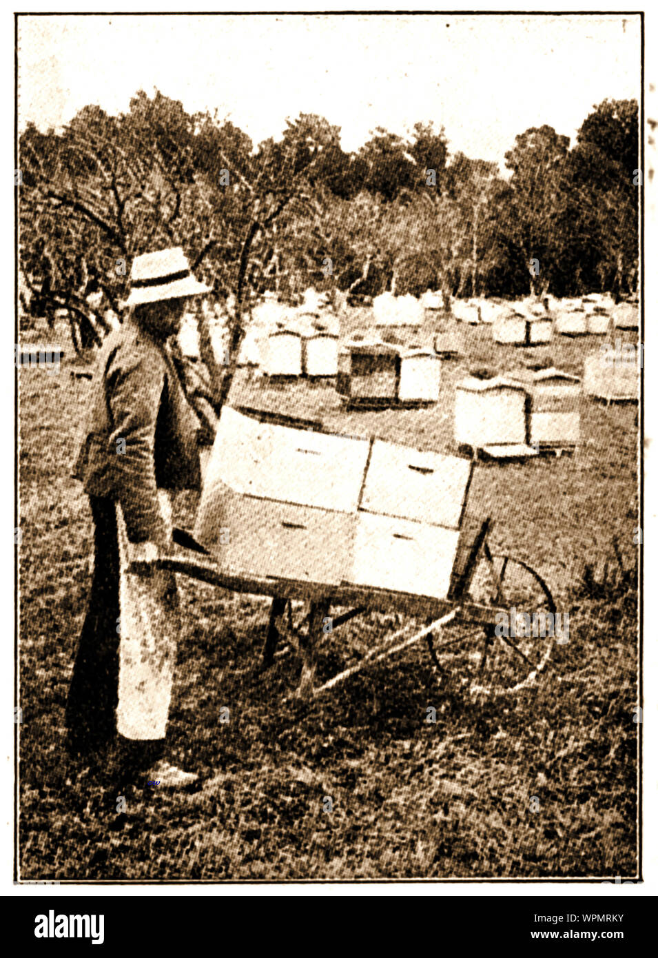 Un 1924 magazine fotografia mostrante un lavoratore su un commerciale Nuova Zelanda Fattoria api arnie in movimento su un barrow Foto Stock