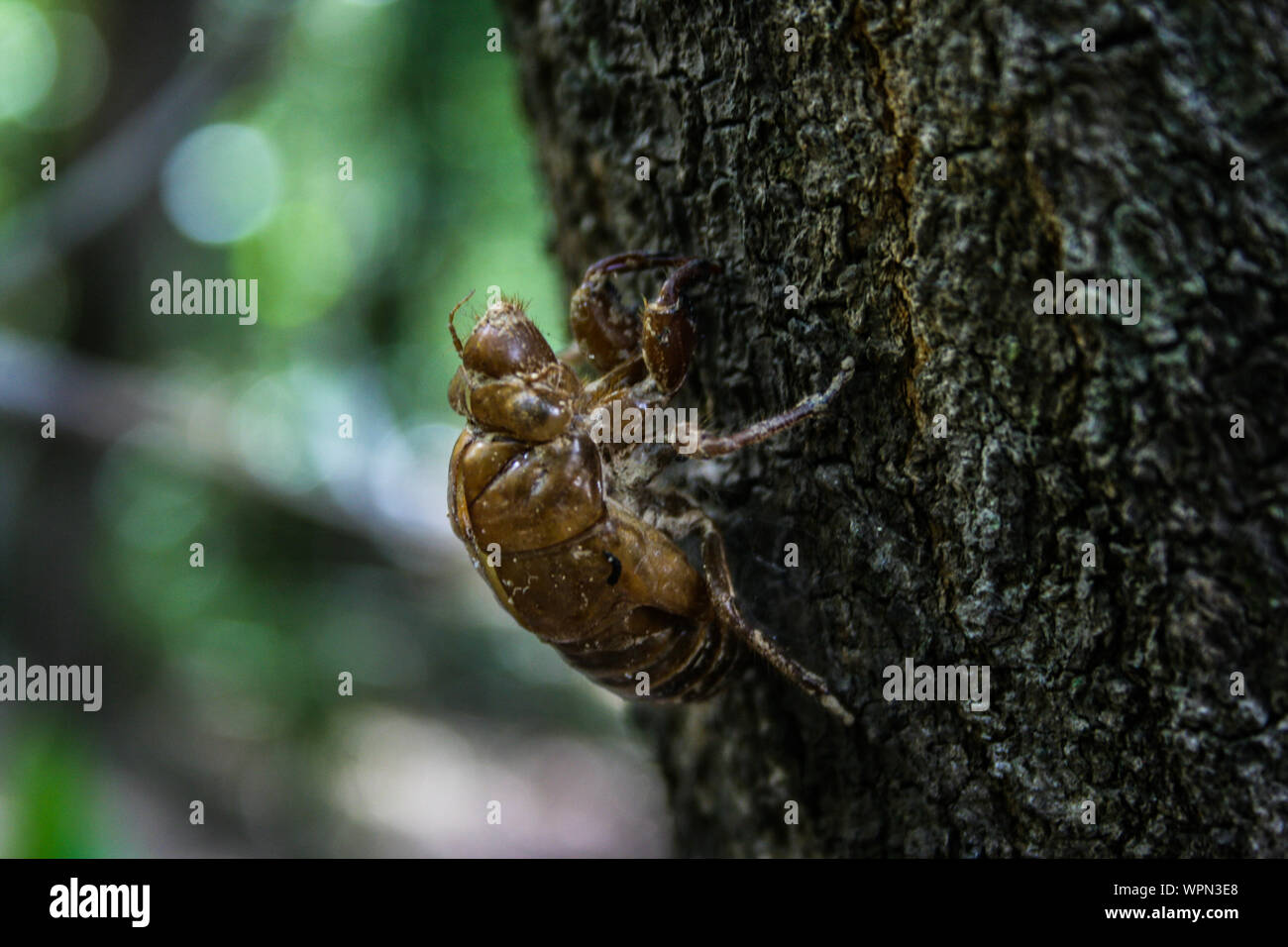 Ripresa Macro bug di pelle in North Queensland, la foresta pluviale di Daintree e Cape Tribulation, Australia Foto Stock