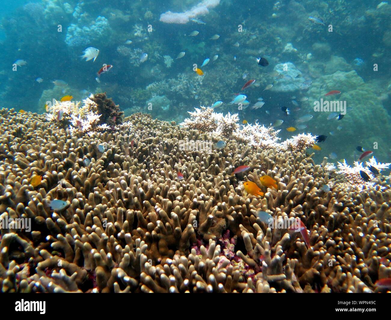 La Grande Barriera Corallina, la Barriera Corallina Esterna, Cairns, Queensland, Australia Foto Stock