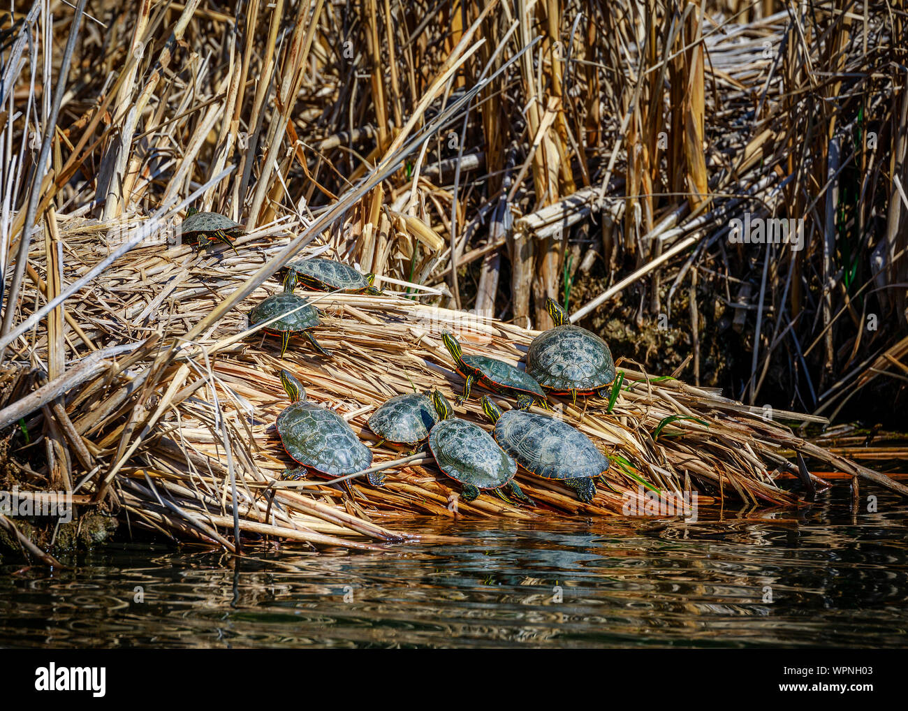 Western dipinto di tartarughe ensoleillement stessi, Chrysemys picta belli, Fortwhyte Marsh, Manitoba, Canada. Foto Stock