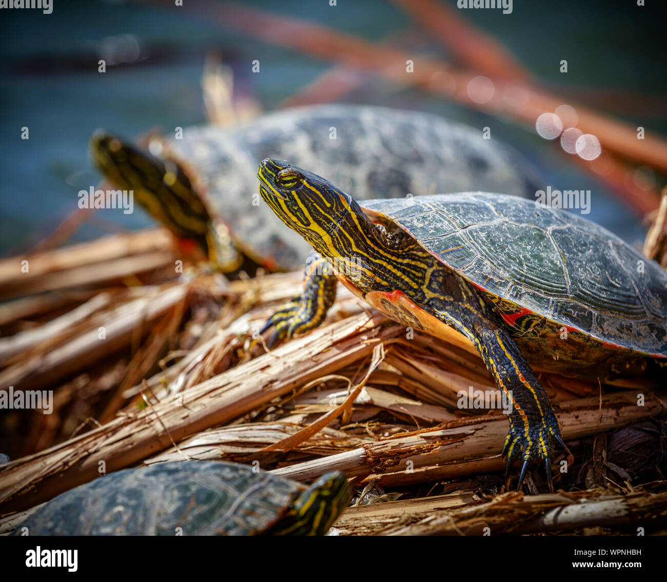Western dipinto di tartarughe ensoleillement stessi, Chrysemys picta belli, Fortwhyte Marsh, Manitoba, Canada. Foto Stock