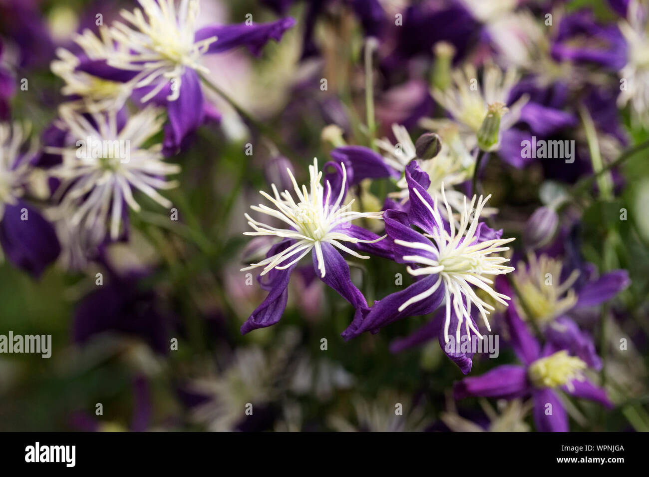Clematis x aromatica fiori. Clematide profumati. Foto Stock