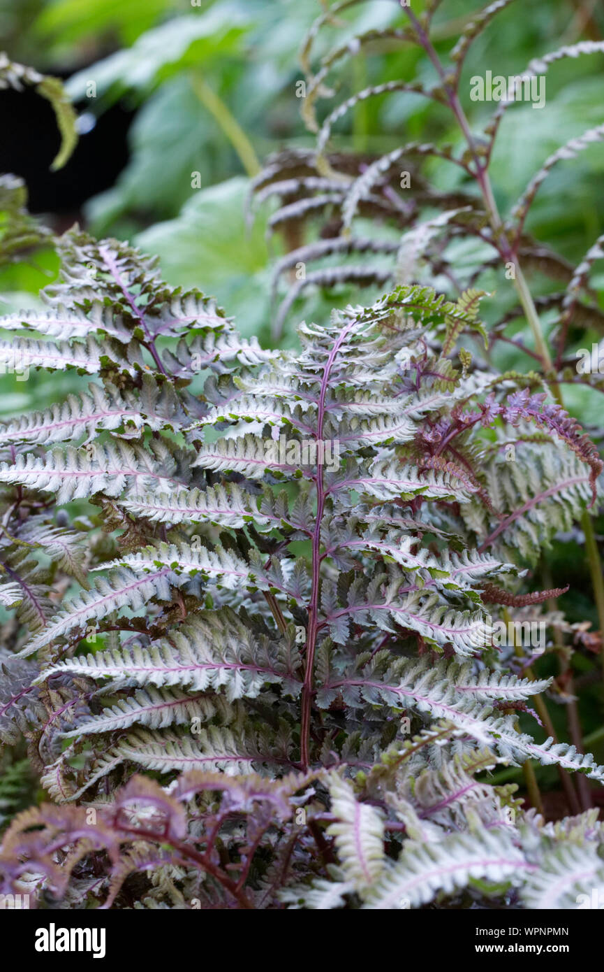 Athyrium niponicum var. pictum "Burgundy Lace" - Dipinti Lady Fern Foto Stock