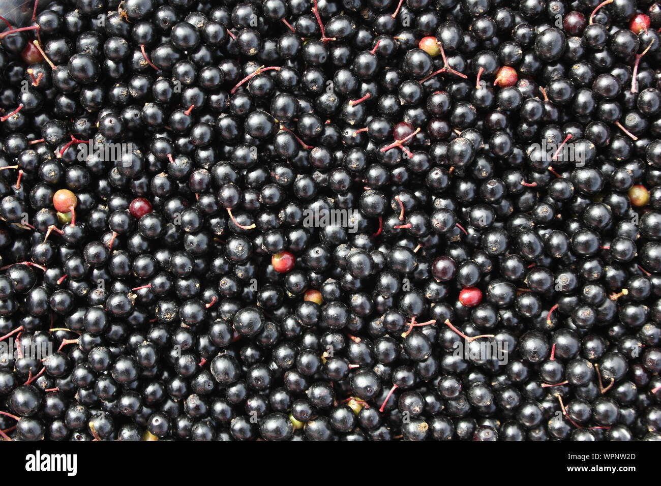 Partite di frutti da un albero di bacche di sambuco per rendere aceto casereccio Foto Stock