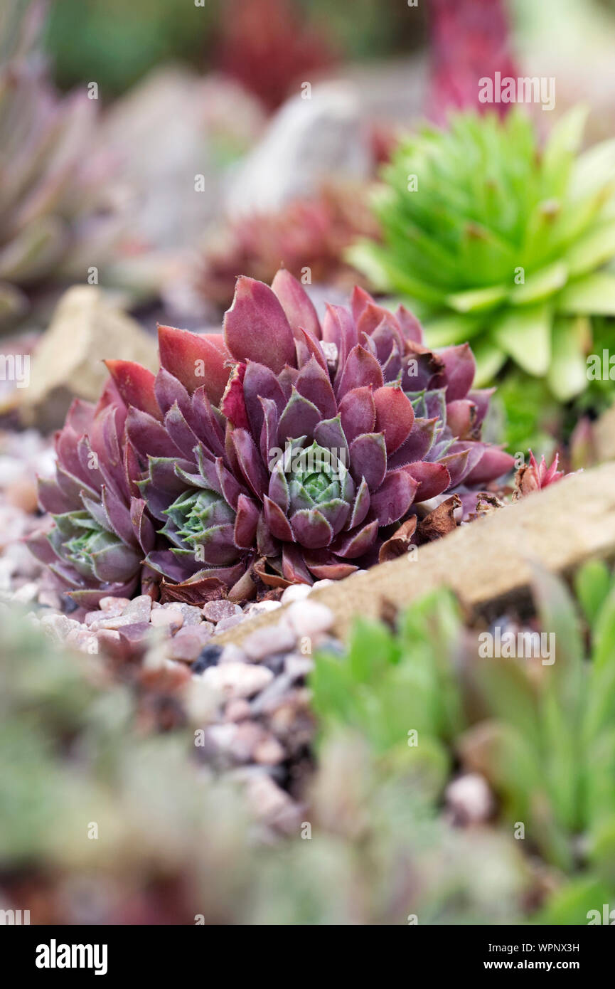 Sempervivums in un giardino di roccia. Houseleeks. Foto Stock