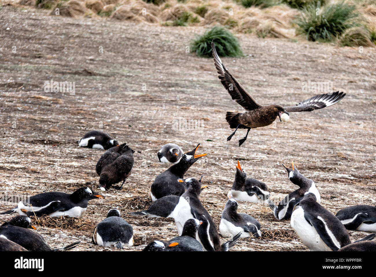 Falkland Skua in una Gentoo colonia di pinguini volare lontano con un uovo, Sea Lion Island, nelle Isole Falkland, Sud Atlantico Foto Stock