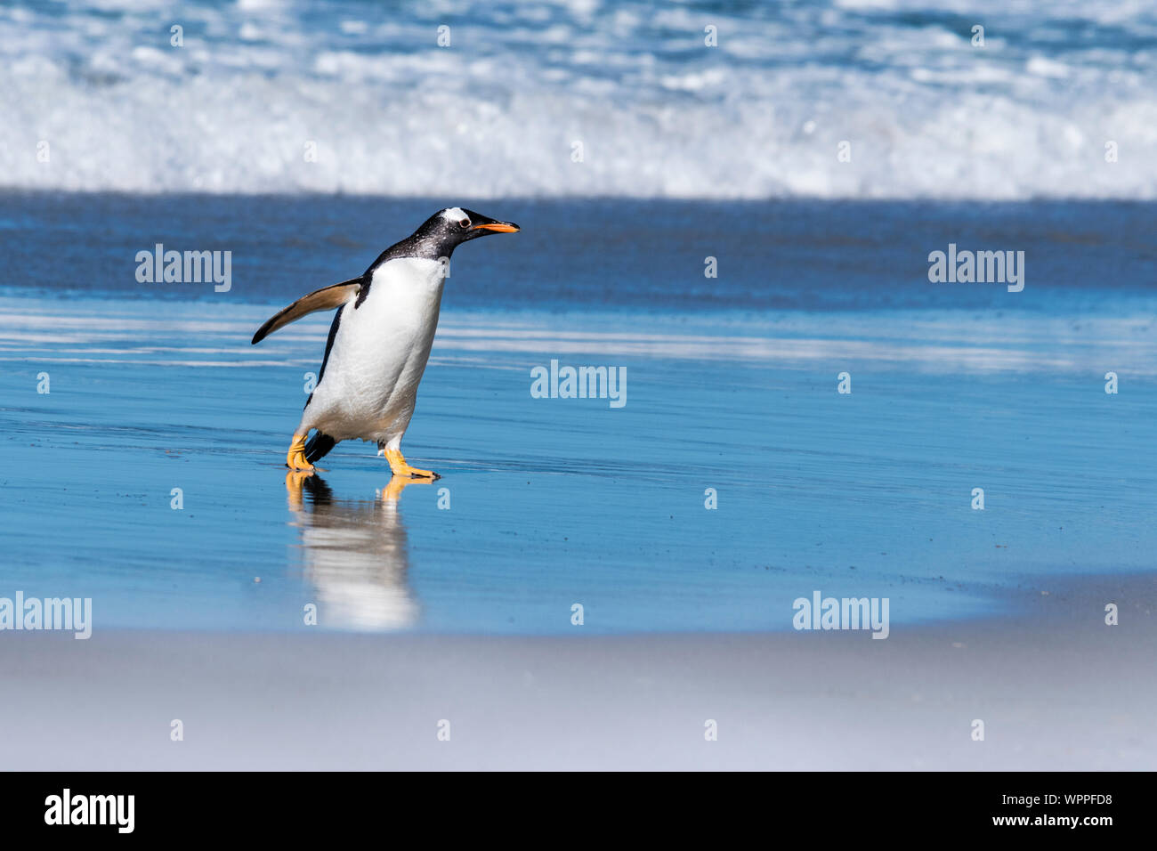 Wild, adulto pinguino Gentoo, Pygoscellis papua, emergenti dal surf al collo, Saunders Island, nelle Isole Falkland, Sud Atlantico Foto Stock