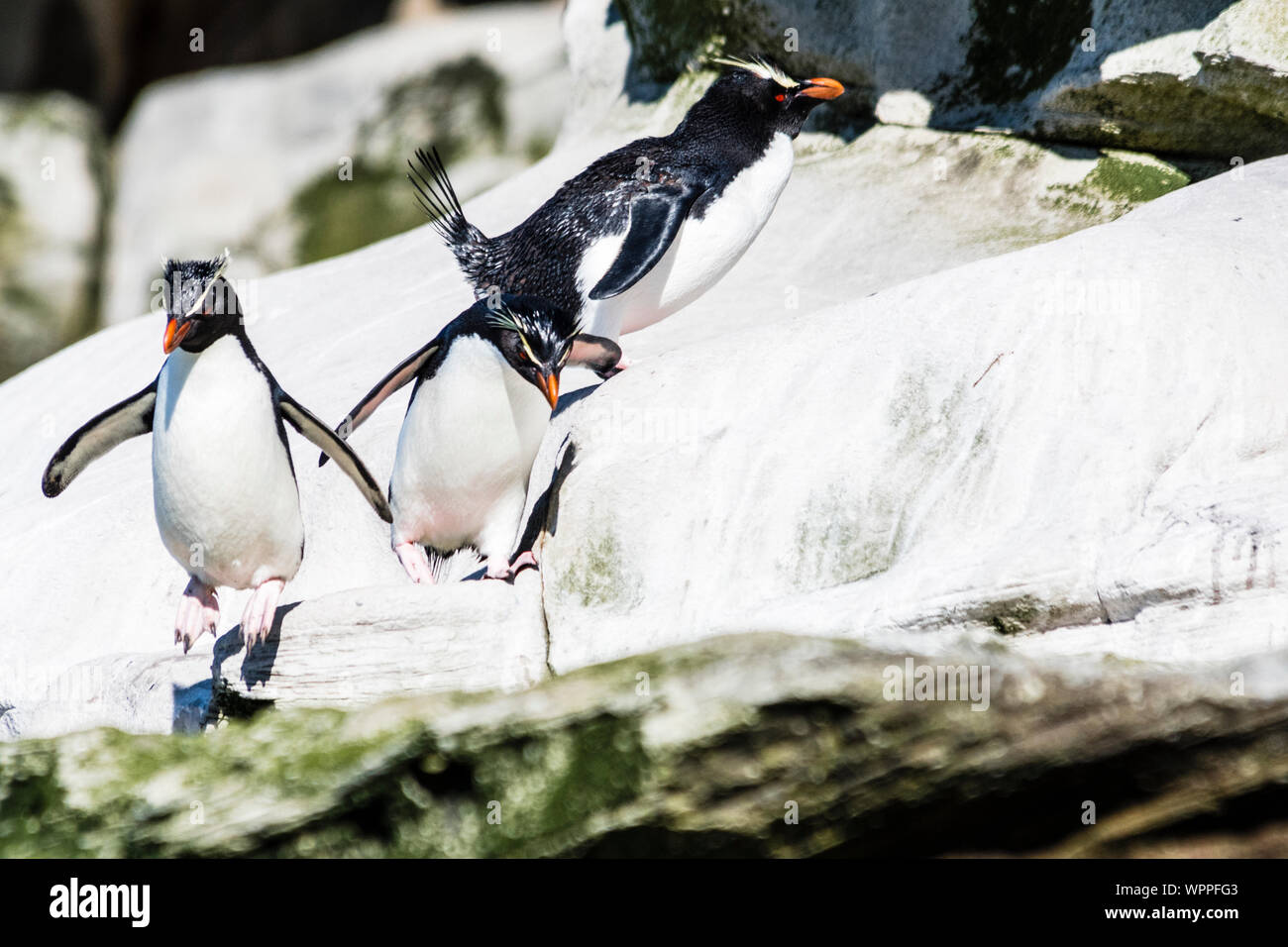 Southern pinguini saltaroccia, (Eudyptes chrysocome chrysocome), salto, saltare giù scogliere,il collo, Saunders Island, nelle Isole Falkland Foto Stock