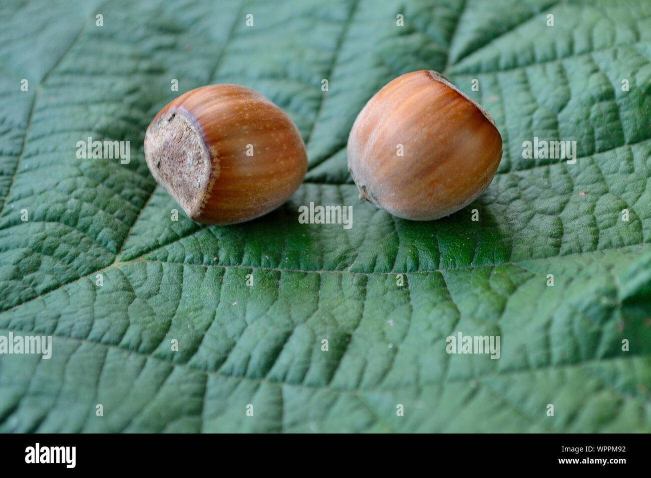 Foglie di nocciolo e noci comuni con guscio, primo piano, Corylus avellana fruitage Foto Stock
