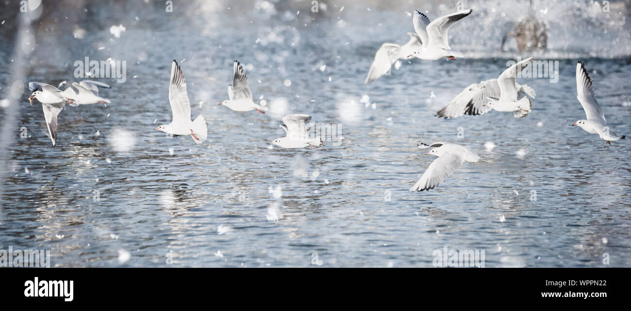 White gabbiani in volo in una fontana spray. Pastello tonificante alla moda. Bella ispirando moody paesaggio sbiadito Foto Stock