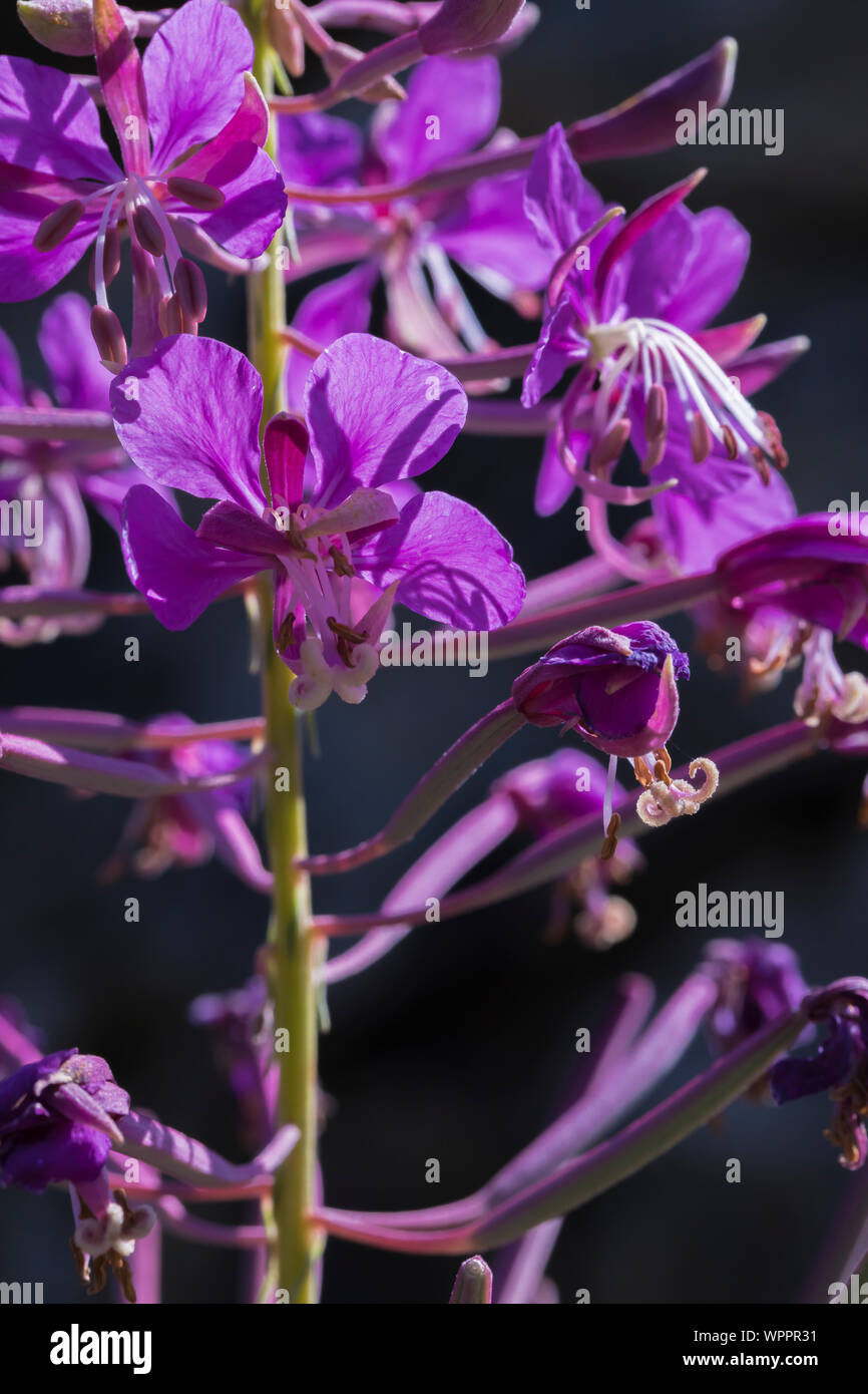 Fireweed, Chamaenerian angustifolium, fiorire lungo la neve Lago Trail che conduce all'Alpine Lakes Wilderness, Mt. Baker-Snoqualmie National Forest, W Foto Stock