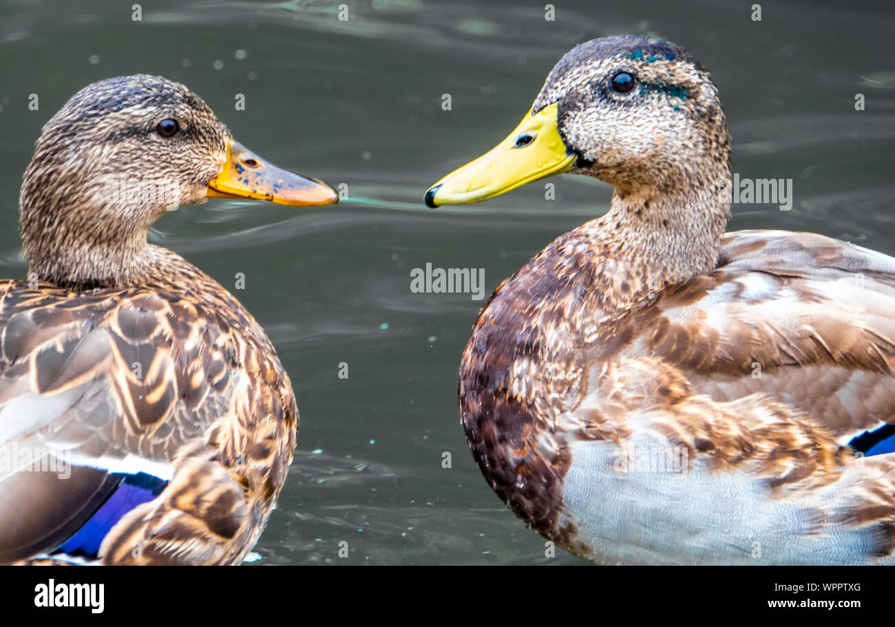 Bollette Foto Stock