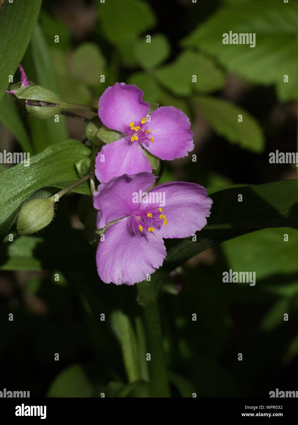 Close-up di un Virginia spiderwort, Tradescantia virginiana, fiore. Foto Stock