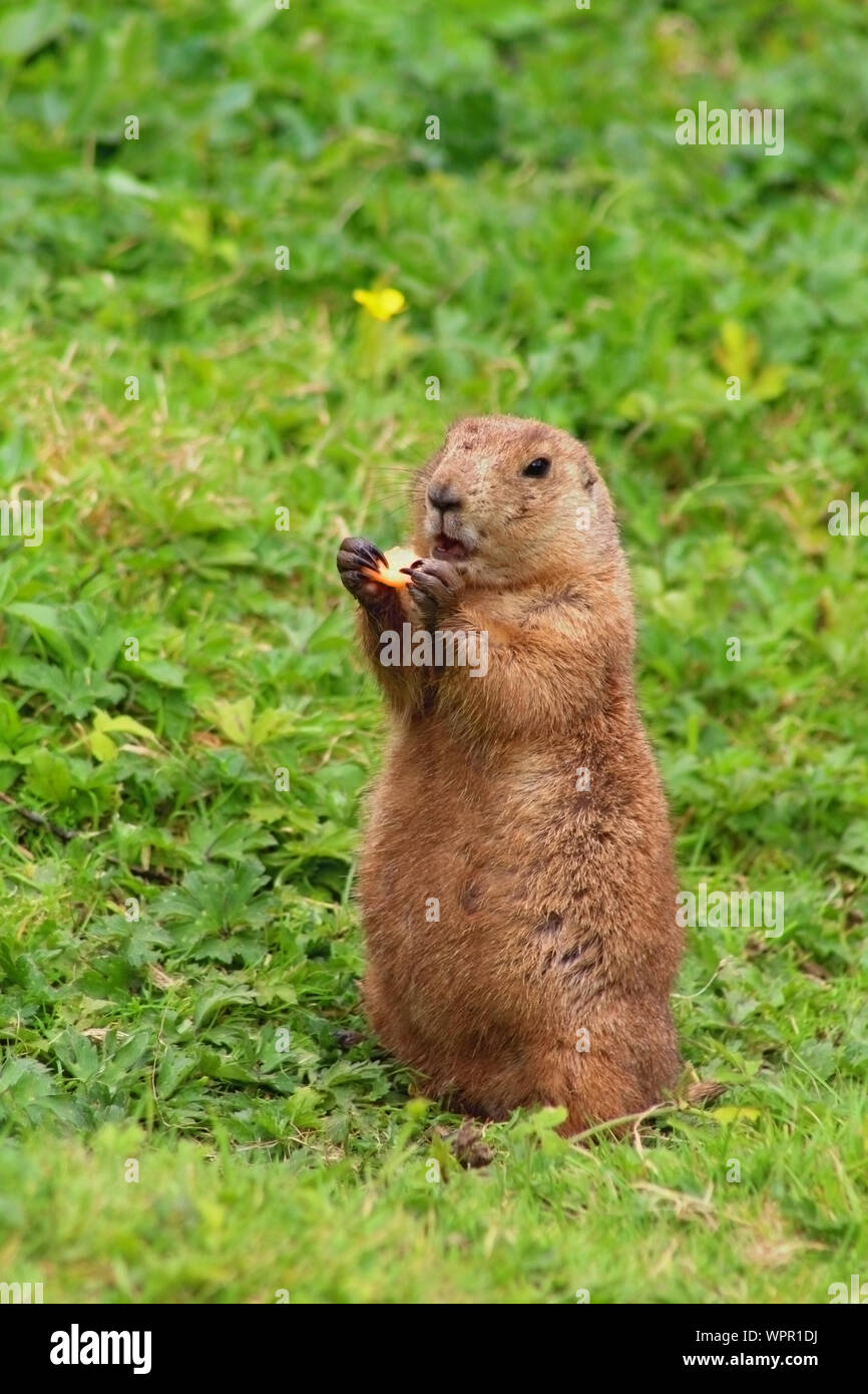 Cane della prateria a mangiare e a piedi. Sfondo di erba. Foto Stock