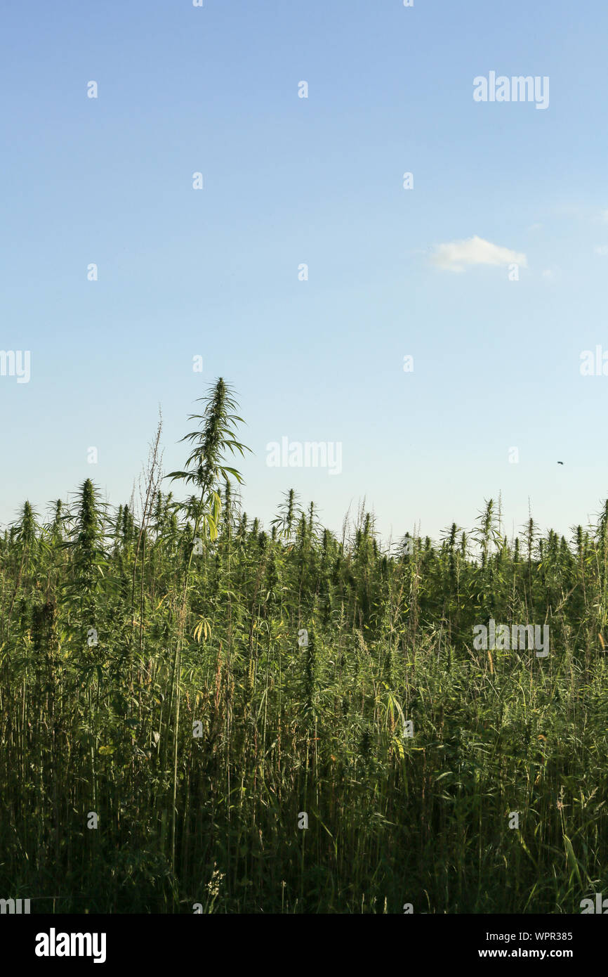 Agricola freschi la canapa cresce nella campagna estiva del campo di fattoria Foto Stock