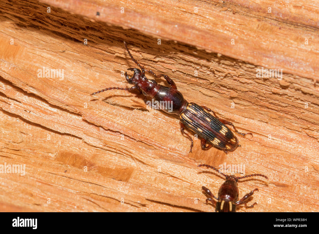 Un maschio di quercia curculione timberworm, Arrenodes minutus, sulla quercia rossa. Foto Stock