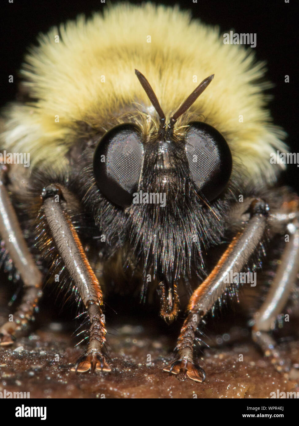 Close-up di un brigante fly, Laphria sp. Foto Stock