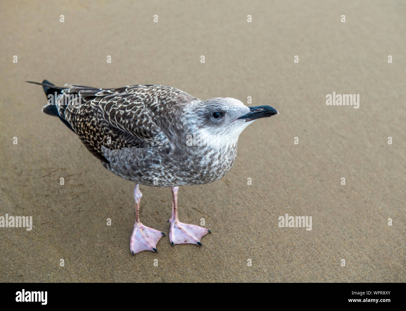 Young Herring Gull sulla spiaggia di Dunraven Bay Glamorgan Heritage Coast South Wales. Si è attaccato a me e sembrava di pensare che io ero papà o mamma. Foto Stock
