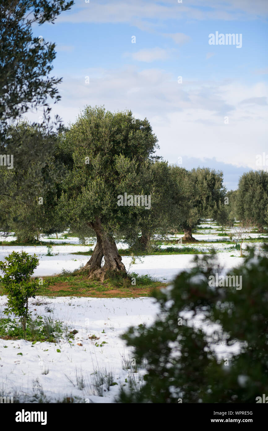 Bellissimi alberi di olivo in un oliveto nella neve, il paesaggio pugliese dopo una nevicata, insolito freddo inverno nel Salento, Avetrana, Italia Foto Stock