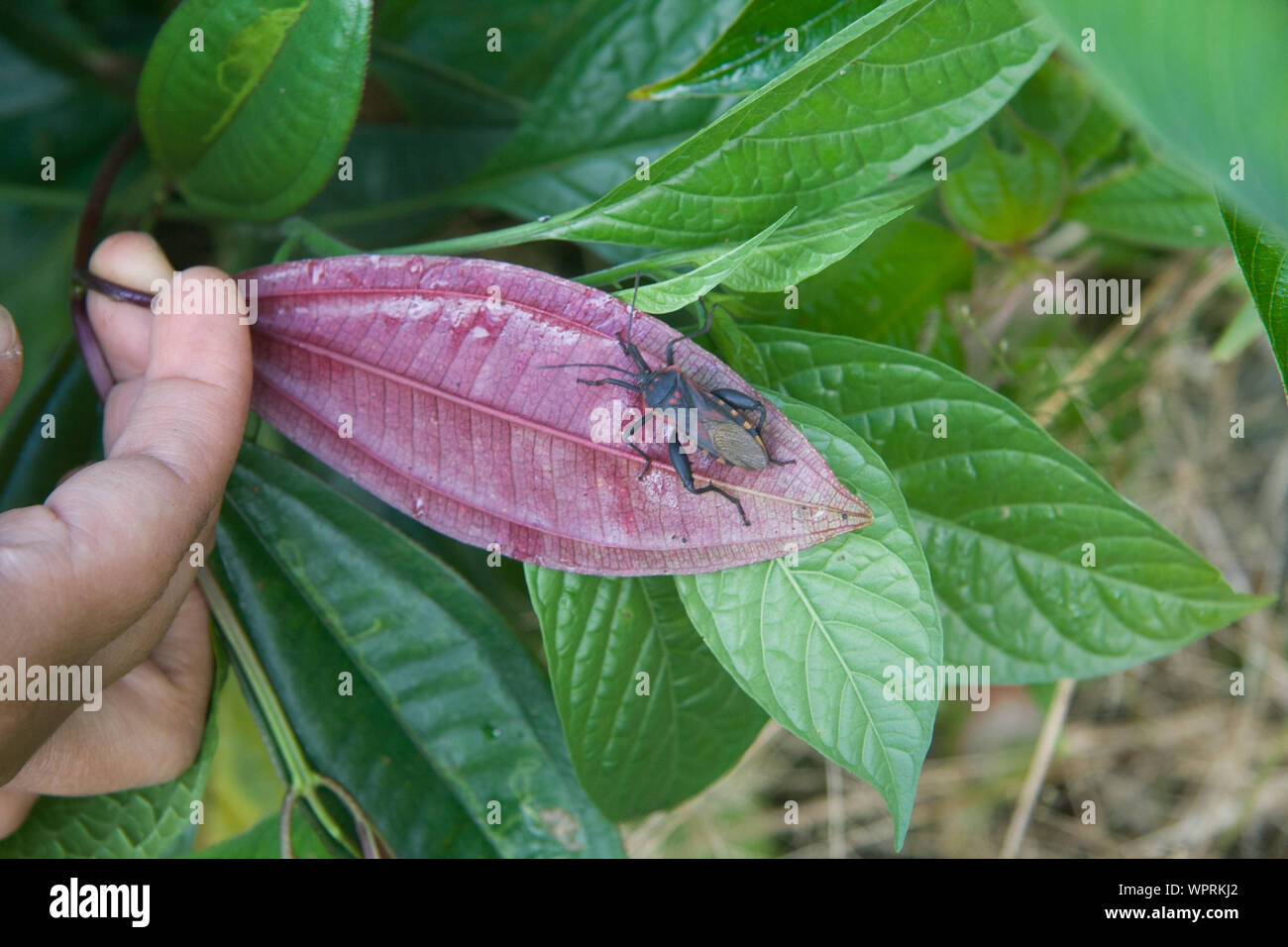 Parque Nacional Ynanchaga Chemillen in Oxapampa, Perù Foto Stock