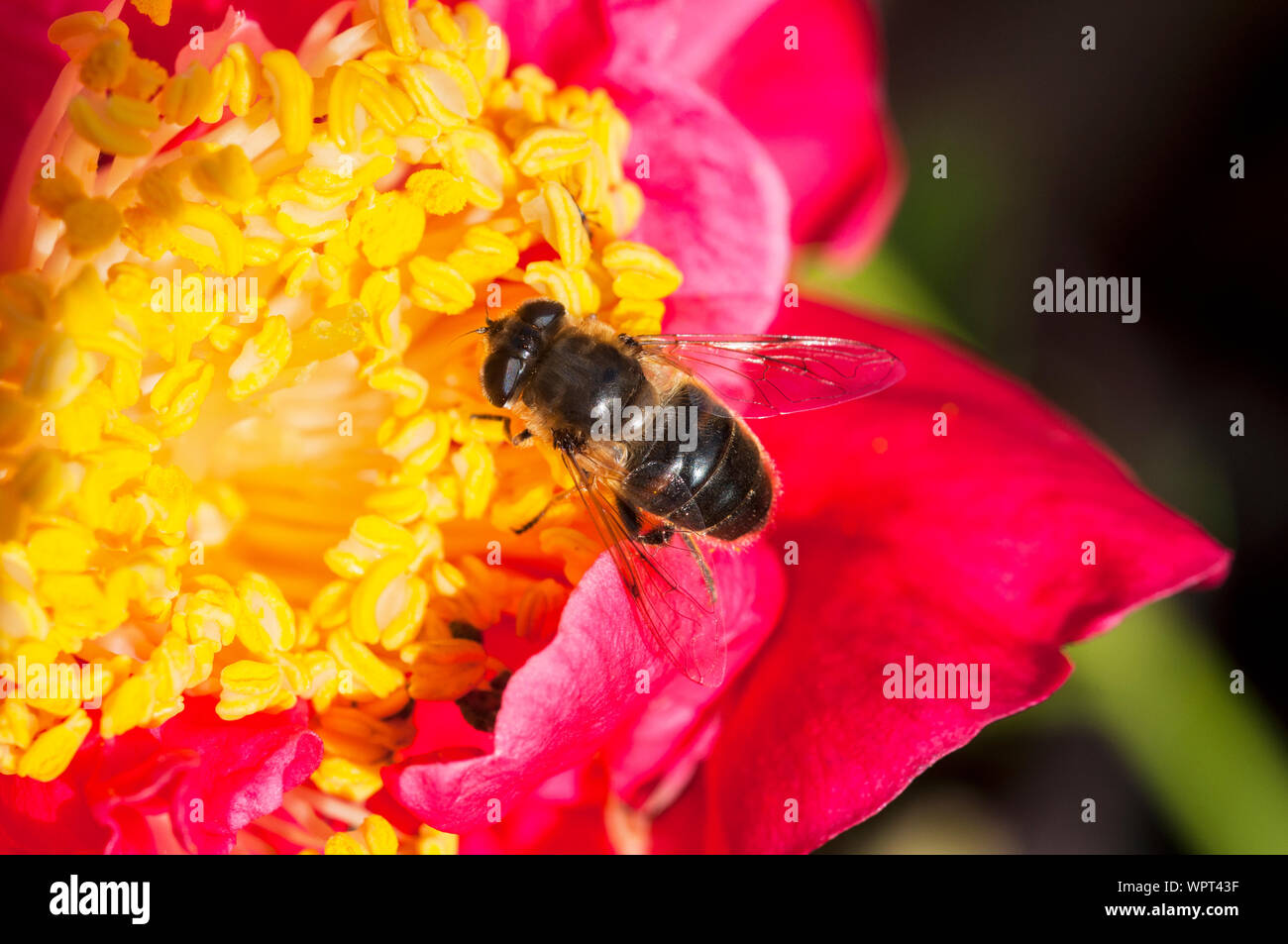 Il miele delle api api mellifer raccogliendo il polline su un fiore dahlia vicino di corpo e ala dettaglio un ape sociale comune in Europa nel selvaggio e in alveari Foto Stock