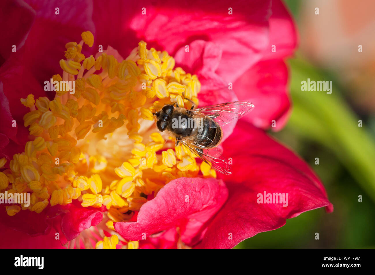 Il miele delle api api mellifer raccogliendo il polline su un fiore dahlia close up di bee con ala dettaglio un ape sociale comune in Europa nel selvaggio e in alveari Foto Stock Il miele delle api api mellifer raccogliendo il polline su un fiore dahlia close up di bee con ala dettaglio un ape sociale comune in Europa nel selvaggio e in alveari Foto Stock