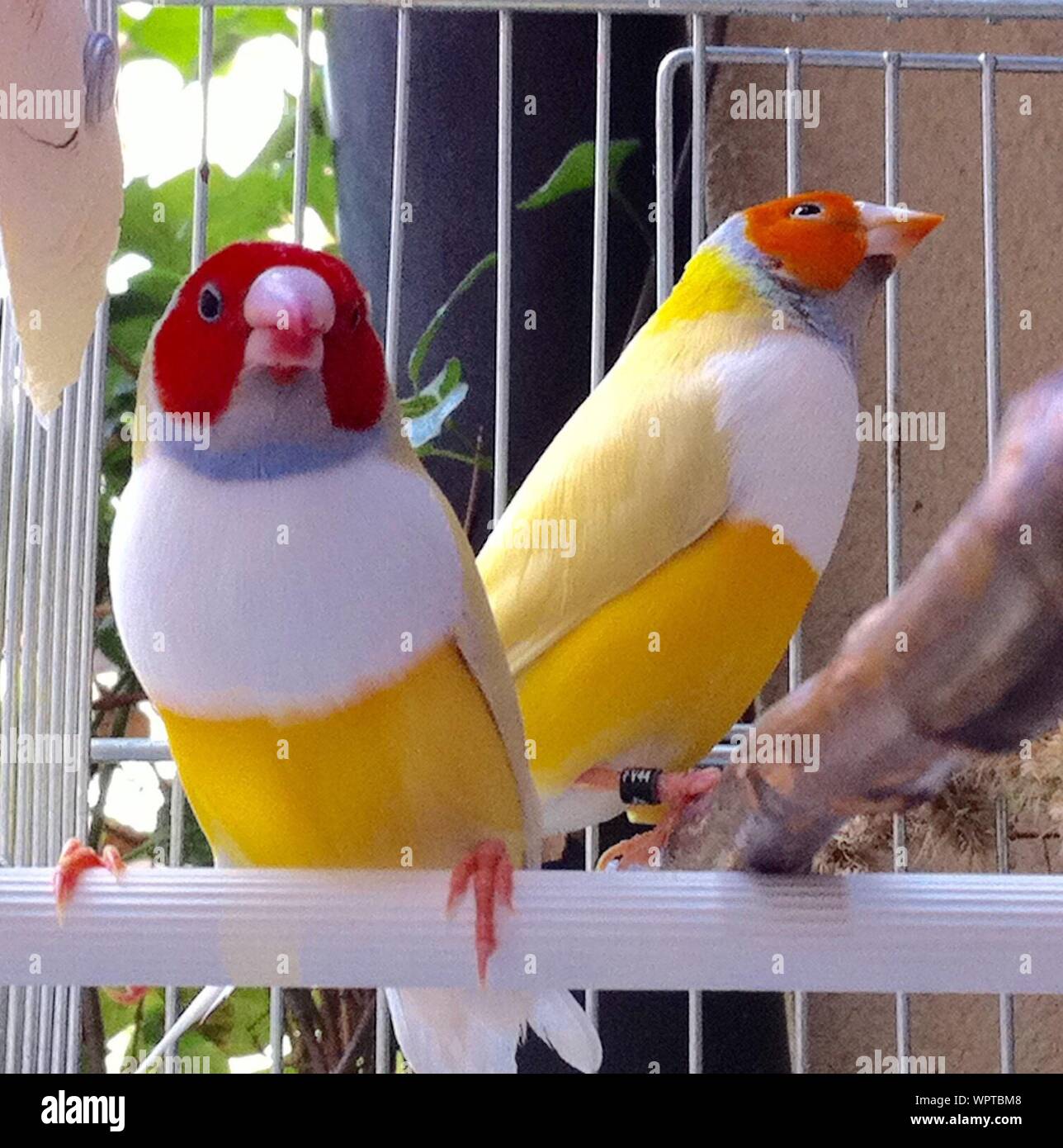 Uccelli colorati in gabbia Foto Stock