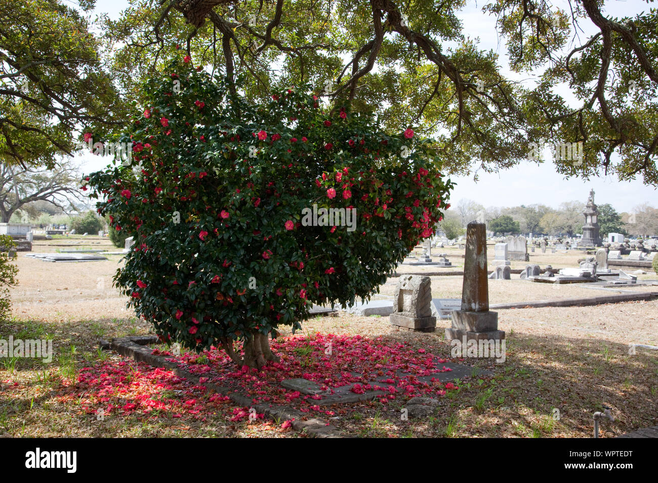 Cimitero di Magnolia, Mobile, Alabama Foto Stock