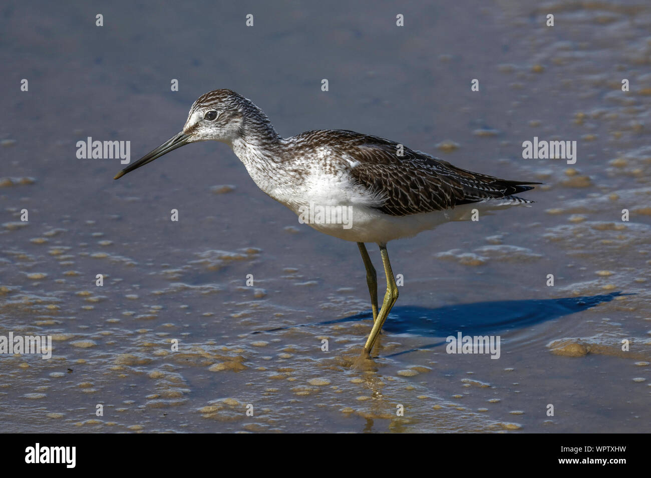 Greenshank comune sulla zona umida raschiare Foto Stock