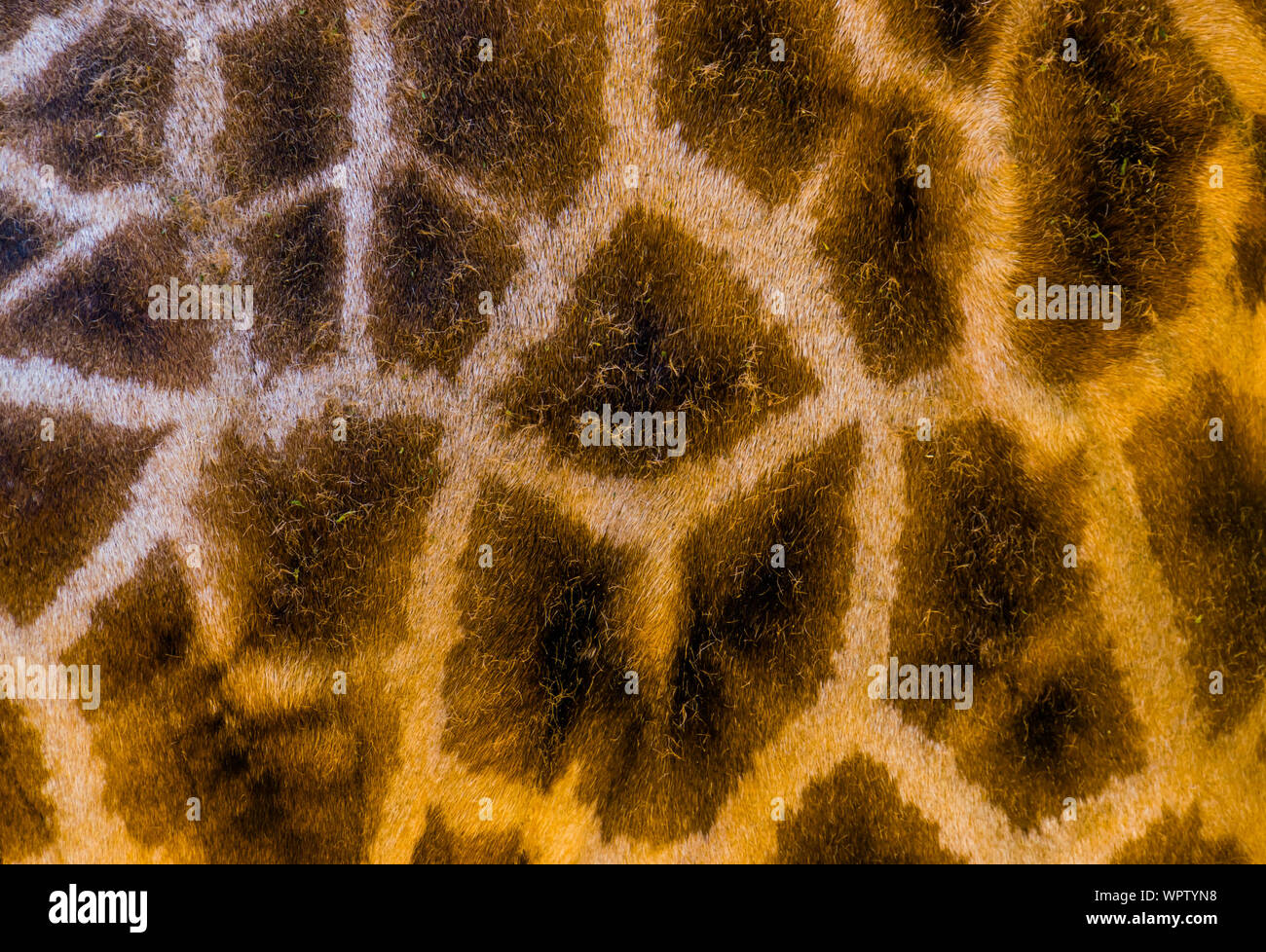 Rothschild giraffe del corpo modello di pelliccia in macro closeup, Safari lo sfondo di animali Foto Stock