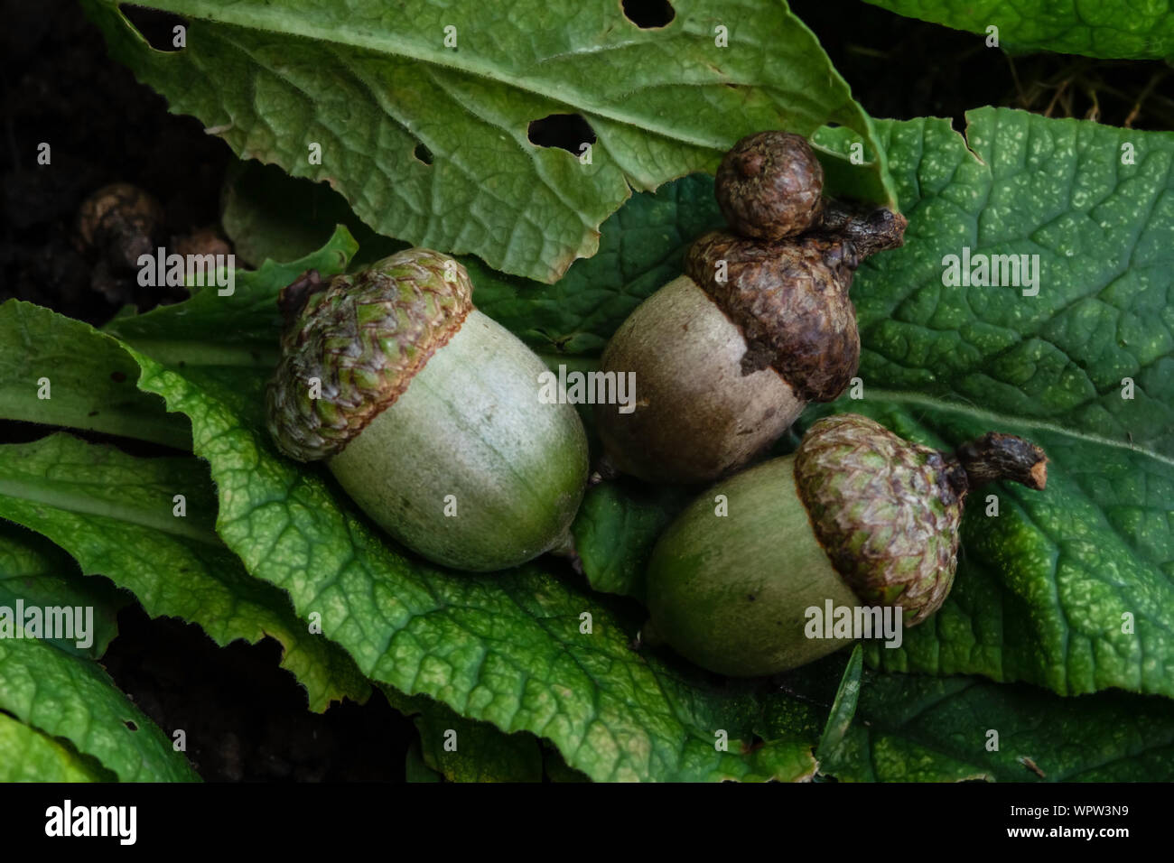 Tre ghiande o oaknuts nella tarda estate Foto Stock