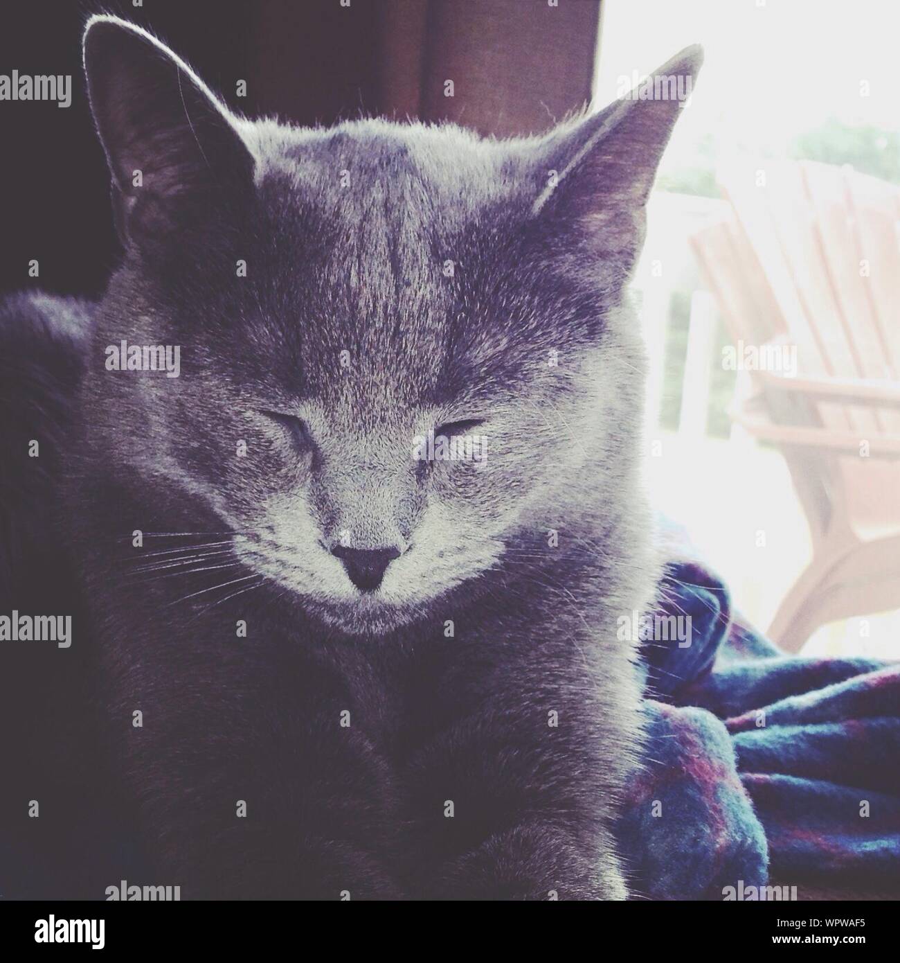Ritratto di gatto con espressione facciale Foto Stock