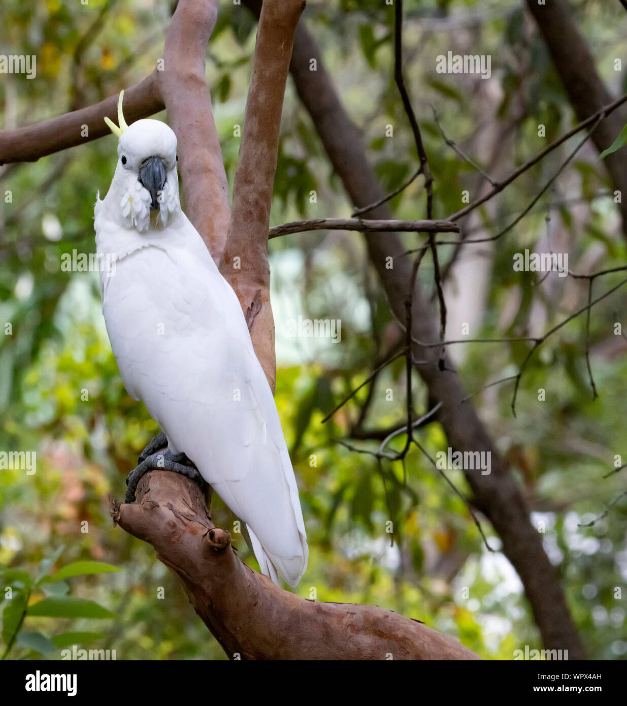 Il zolfo-crested cockatoo è comune in Australia, una molto intelligente uccello ma inclini a ottenere nei guai! Foto Stock
