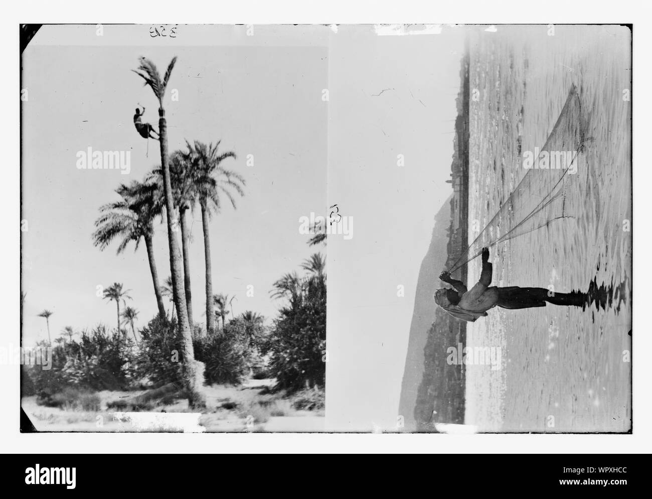 L'uomo climbing Palm tree; uomo con rete da pesca, sul mare di Galilea?] Foto Stock