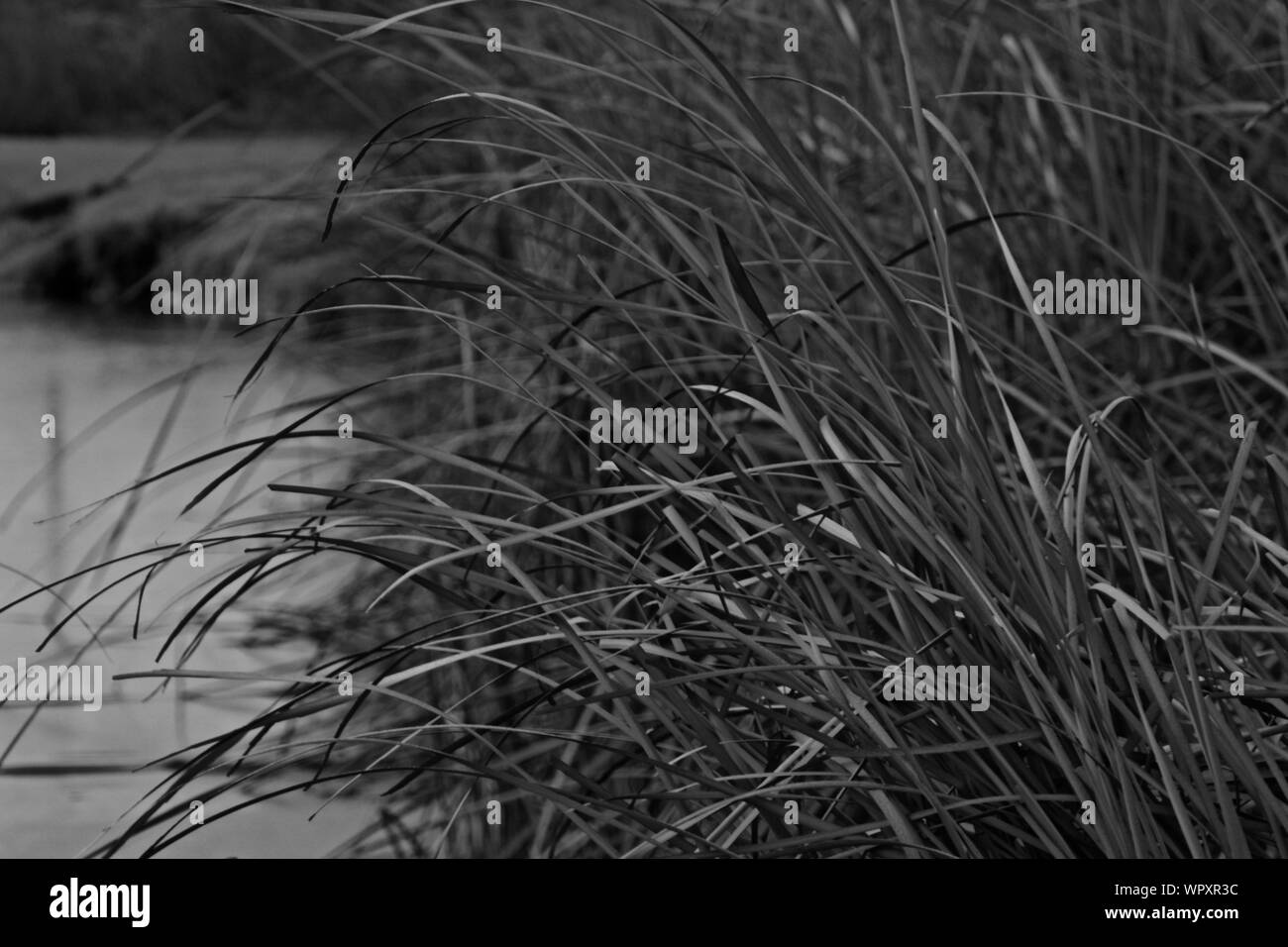 Cattails lungo la riva di Lindsey pubblico Parco Lago di pesca, Canyon, Texas Foto Stock