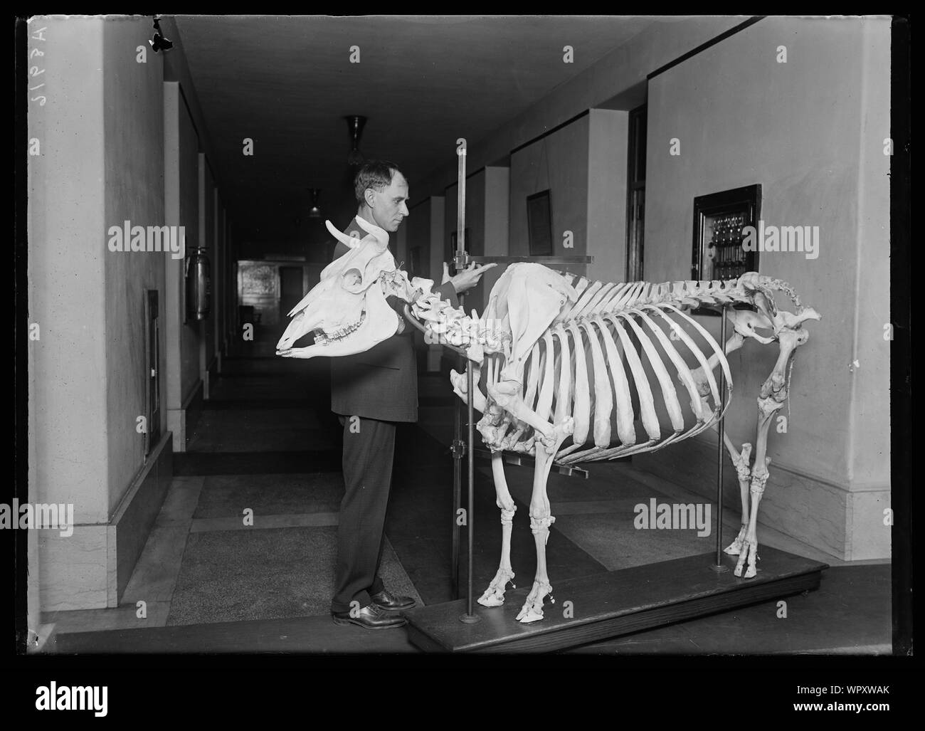 Uomo con scheletro di animale Foto Stock